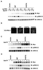 Phospho-ERK1/ERK2 (Thr185, Tyr187) Antibody in Western Blot (WB)