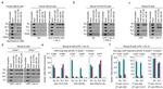 AID Antibody in ChIP Assay (ChIP)