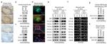 AID Antibody in Western Blot, Immunohistochemistry (WB, IHC)