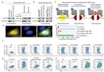 AID Antibody in Western Blot, Flow Cytometry (WB, Flow)