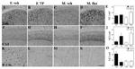 beta Amyloid Antibody in Immunohistochemistry (IHC)