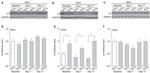 ATP1A3 Antibody in Western Blot (WB)