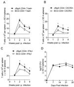 CD4 Antibody in Flow Cytometry (Flow)