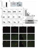 CD34 Antibody in Immunocytochemistry, Flow Cytometry (ICC/IF, Flow)