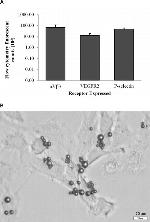 CD51 (Integrin alpha V) Antibody in Flow Cytometry (Flow)