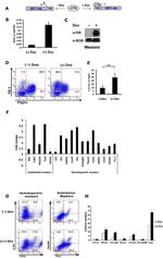 CD31 (PECAM-1) Antibody