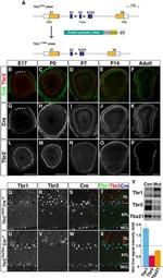 EOMES Antibody in Immunohistochemistry (IHC)