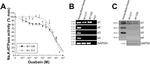 ATP1A3 Antibody in Western Blot (WB)