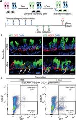 CD326 (EpCAM) Antibody in Flow Cytometry (Flow)