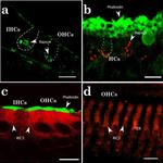 RAPSN Antibody in Immunohistochemistry (IHC)