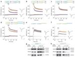 NMDAR2B Antibody in Western Blot (WB)