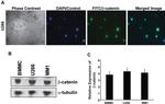 beta Catenin Antibody in Western Blot (WB)