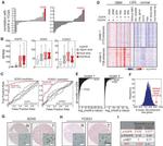 FOXG1 Antibody in Immunohistochemistry (IHC)