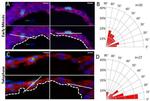 Cardiac Troponin T Antibody in Immunohistochemistry (Frozen) (IHC (F))