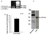 Cyp4a10 Antibody in Western Blot (WB)