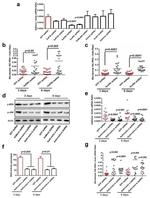 Phospho-JNK1/JNK2 (Thr183, Tyr185) Antibody in Western Blot (WB)