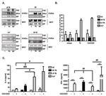 SAP (SLAM-Associated Protein) Antibody