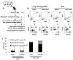 MHC Class II (I-A/I-E) Antibody in Flow Cytometry (Flow)