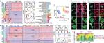 CD90.2 (Thy-1.2) Antibody in Flow Cytometry (Flow)