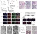 THRA Antibody in Immunomicroscopy (IM)