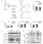 O-linked N-acetylglucosamine (O-GlcNAc) Antibody in Western Blot (WB)