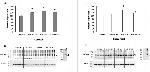 MFSD2A Antibody in Western Blot (WB)