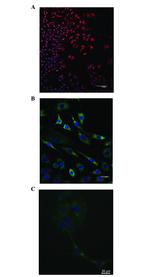 p53 Antibody in Immunocytochemistry (ICC/IF)