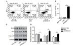 Bcl-2 Antibody in Western Blot (WB)