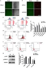 CD133 (Prominin-1) Antibody in Flow Cytometry (Flow)