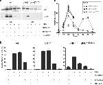 Phospho-c-Jun (Ser63) Antibody in Western Blot (WB)