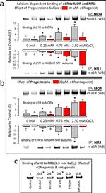 Sigma-1 Receptor Antibody in Western Blot (WB)