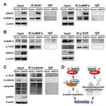 BTRC Antibody in Western Blot, Immunoprecipitation (WB, IP)