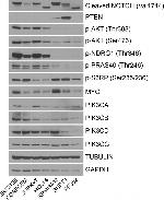 Phospho-PRAS40 (Thr246) Antibody in Western Blot (WB)