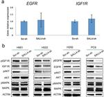 ERK1/ERK2 Antibody in Western Blot (WB)