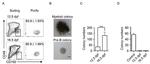 CD150 Antibody in Flow Cytometry (Flow)