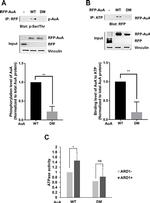 RFP Antibody in Western Blot, Immunoprecipitation (WB, IP)