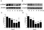 alpha-ENaC Antibody in Western Blot (WB)