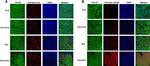 Phospho-GSK3 alpha/beta (Tyr279, Tyr216) Antibody in Immunohistochemistry (IHC)