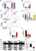 Bcl-2 Antibody in Flow Cytometry (Flow)