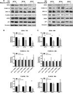 EZH2 Antibody in Western Blot (WB)