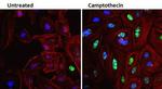 Phospho-CREB/ATF1 (Ser133, Ser63) Antibody in Immunocytochemistry (ICC/IF)