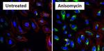 Phospho-HSP27 (Ser15) Antibody in Immunocytochemistry (ICC/IF)