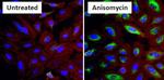 Phospho-HSP27 (Ser15) Antibody in Immunocytochemistry (ICC/IF)