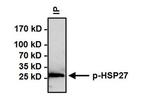 Phospho-HSP27 (Ser15) Antibody in Immunoprecipitation (IP)