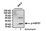 Phospho-HSP27 (Ser15) Antibody in Western Blot (WB)