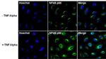 Phospho-NFkB p50 (Ser337) Antibody