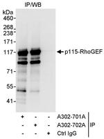 p115-RhoGEF Antibody in Immunoprecipitation (IP)