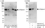 p150glued Antibody in Western Blot (WB)