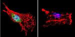 p23 Antibody in Immunocytochemistry (ICC/IF)