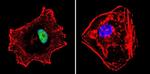 p23 Antibody in Immunocytochemistry (ICC/IF)